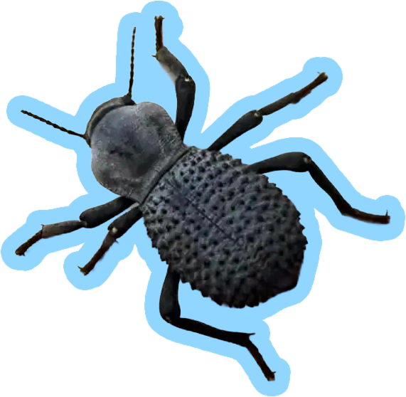 Blue Death Feigning beetles